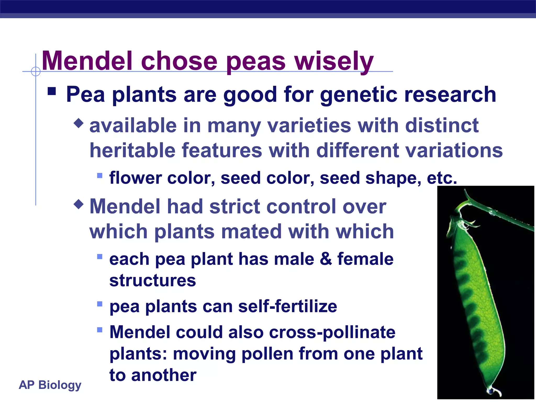 Mendel chose peas wisely
    Pea plants are good for genetic research
            available in many varieties with distinct
             heritable features with different variations
              flower color, seed color, seed shape, etc.
            Mendel had strict control over
             which plants mated with which
              each pea plant has male & female
               structures
              pea plants can self-fertilize
              Mendel could also cross-pollinate
               plants: moving pollen from one plant
AP Biology
               to another
 