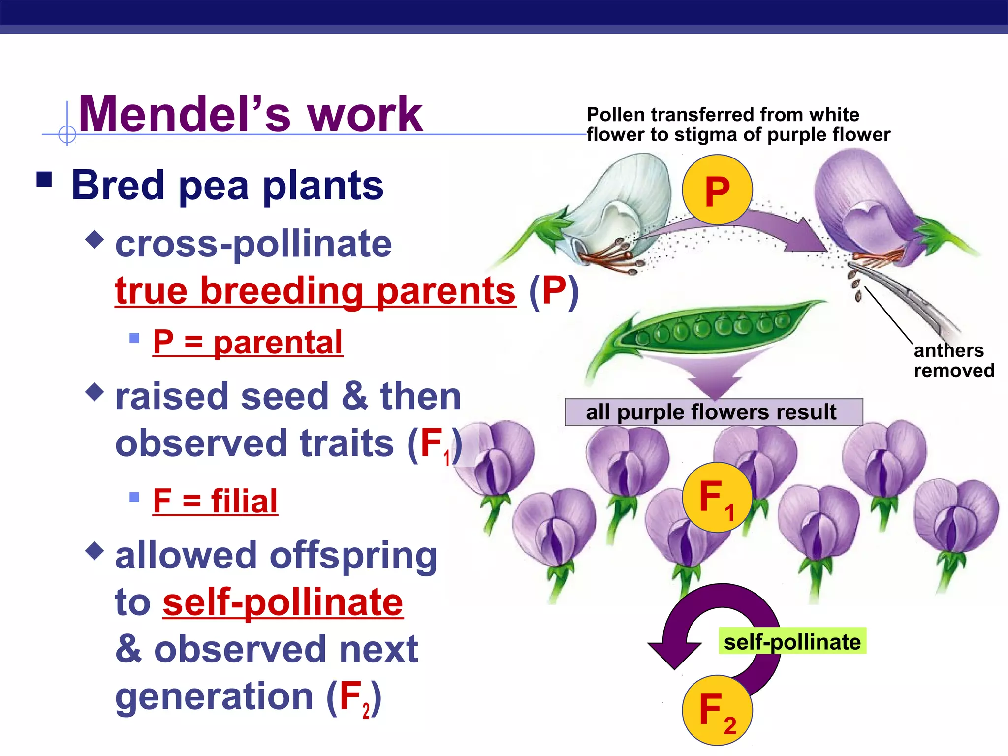 Mendel’s work                    Pollen transferred from white
                                    flower to stigma of purple flower

 Bred pea plants                               P
       cross-pollinate
        true breeding parents (P)
         P = parental                                                  anthers
                                                                        removed
       raised seed & then          all purple flowers result
        observed traits (F1)
         F = filial                            F1
       allowed offspring
        to self-pollinate
        & observed next                           self-pollinate

        generation (F2)                         F2
AP Biology
 