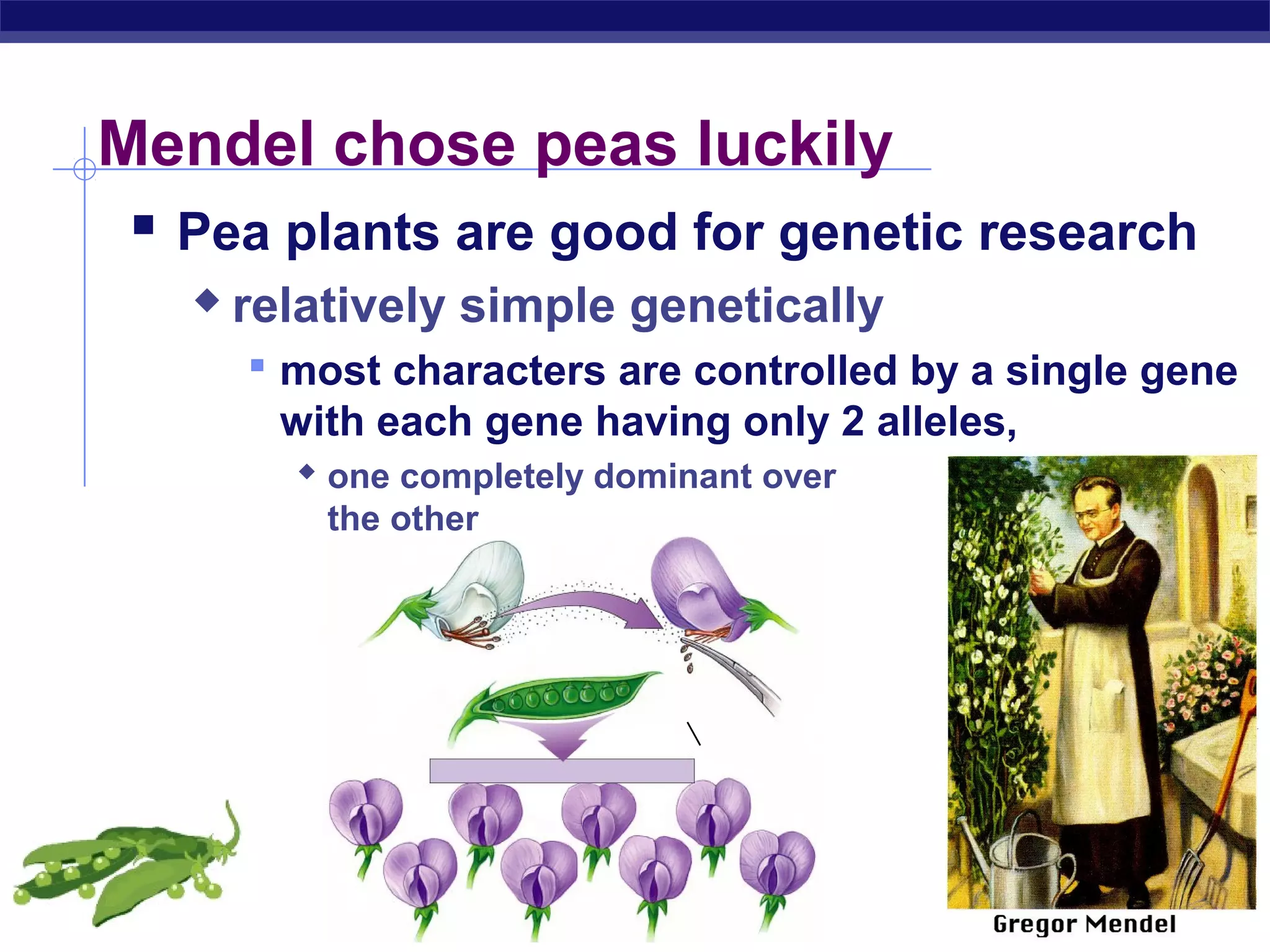 Mendel chose peas luckily
     Pea plants are good for genetic research
            relatively simple genetically
              most characters are controlled by a single gene
               with each gene having only 2 alleles,
                one completely dominant over
                 the other




AP Biology
 