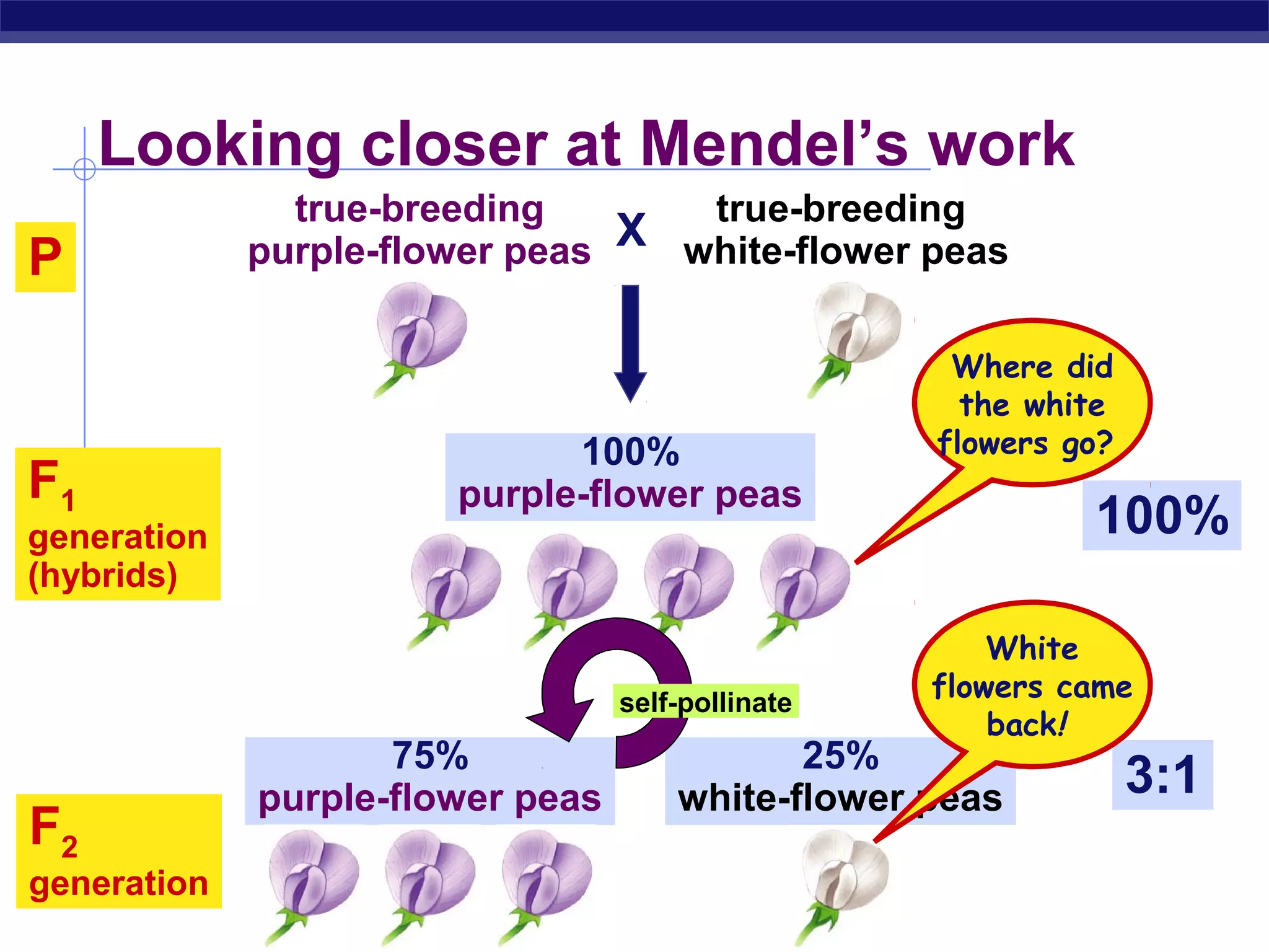 Looking closer at Mendel’s work
               true-breeding       true-breeding
                                X white-flower peas
P            purple-flower peas

                                                    Where did
                                                     the white
                             100%                  flowers go?
F1                     purple-flower peas
generation                                                  100%
(hybrids)

                                                       White
                                  self-pollinate
                                                   flowers came
                                                       back!
                    75%                      25%
             purple-flower peas       white-flower peas          3:1
F2
generation
AP Biology
 