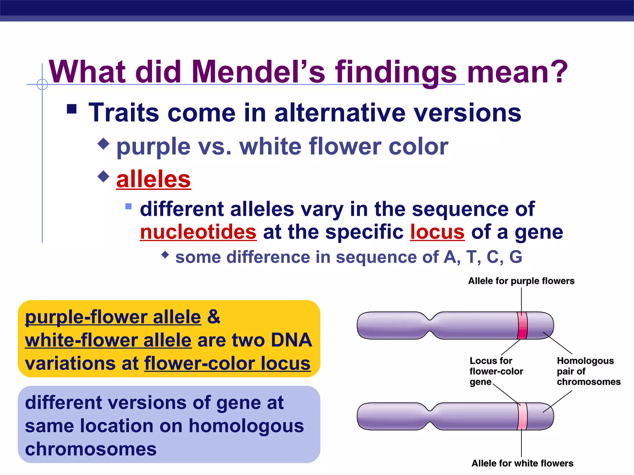 What did Mendel’s findings mean?
    Traits come in alternative versions
        purple vs. white flower color
        alleles

            different alleles vary in the sequence of
            nucleotides at the specific locus of a gene
               some difference in sequence of A, T, C, G


purple-flower allele &
white-flower allele are two DNA
variations at flower-color locus

different versions of gene at
same location on homologous
chromosomes
AP Biology
 