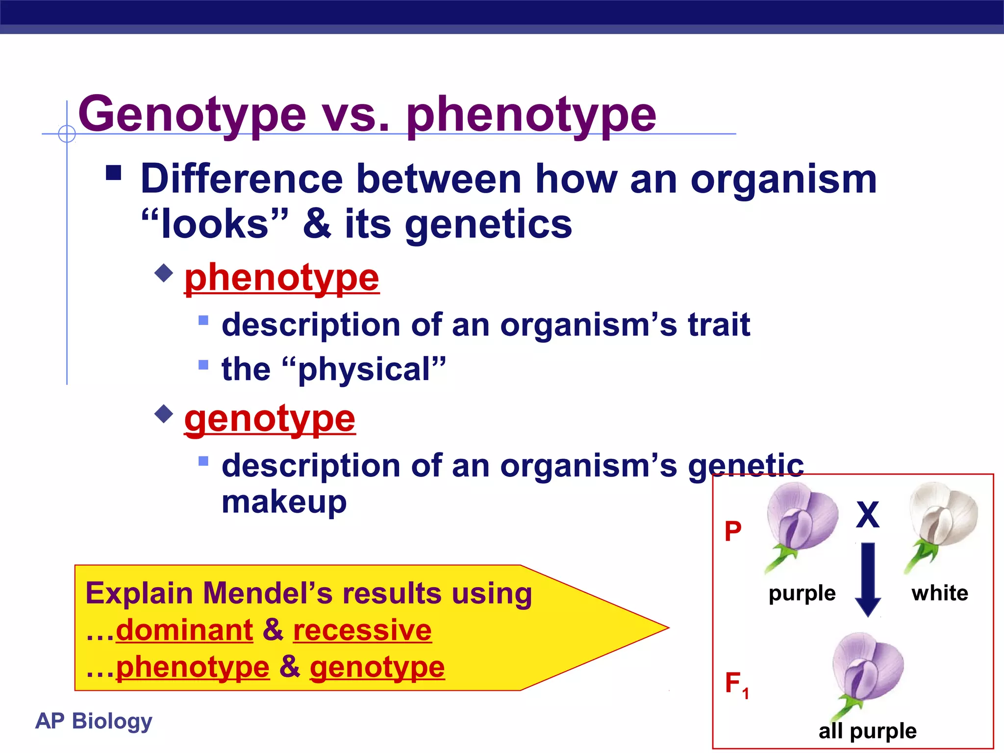 Genotype vs. phenotype
     Difference between how an organism
        “looks” & its genetics
            phenotype
              description of an organism’s trait
              the “physical”
            genotype
              description of an organism’s genetic
              makeup                                         X
                                               P

    Explain Mendel’s results using                  purple       white
    …dominant & recessive
    …phenotype & genotype                      F1
AP Biology                                              all purple
 
