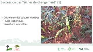 Succession des “signes de changement” (2)
• Probable modification des traits
spécifiques (E. abyssinica - Cigohwa)
 