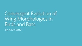 Convergent Evolution of
Wing Morphologies in
Birds and Bats
By: Kevin Varty
 