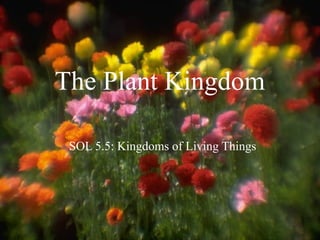 The Plant Kingdom
SOL 5.5: Kingdoms of Living Things
 