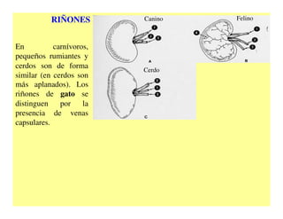581996452-anatomia-comparada-ap-reprod-y-urogenital.pdf