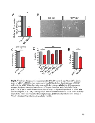 35
Fig 11. VEGF KD (knock down) is detrimental to HUVEC survival. (A) After siRNA knock-
down of VEGF, mRNA levels were measured by qPCR and show drastic decrease of VEGF
mRNA in the VEGF KD cells relative to scramble knock down. (B) Bright field microscopy
shows a significant reduction in confluence of Human Umbilical Vein Endothelial Cells
(HUVEC). (C) Cell survival as measured by confluence is significantly reduced in VEGF KD
cells as compared to WT. (D) Viability assays with different treatments of VEGF shows that only
intercellular VEGF can rescue the deletion phenotype. (E) Even differentiated cells ablated of
VEGF with adeno-Cre induction lose cellular viability.
 