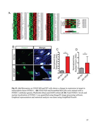 37
Fig 13. (A) Microarray on VEGF KD and WT cells shows a change in expression in target to
transcription factor FOXO-1. (B) VEGF KD and Scrambled KD cells were stained with α-
FOXO-1 antibody (green), Phalloidin (blue) and DAPI (white) (C-D) Total FOXO-1 levels and
nuclear localization of FOXO-1 was quantified using ImageJ® image processing software.
Graphical representation and statistical analysis was done using GraphPad Prism®.
A.
.
 
