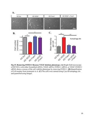39
Fig 15. Removing FOXO-1 Rescues VEGF deletion phenotype. (A) Bright field microscopy
of HUVECs with either Scrambled siRNA, VEGF siRNA, FOXO-1 siRNA, or VEGF+FOXO-1
siRNA shows a rescue of the cell viability phenotype by removing FOXO-1. (B) Quantification
of Cell number from treatments in A. (C) The cells were stained using Cyto-ID autophagy die
and quantified using ImageJ.
Autophagy die
A.
B. C.
 