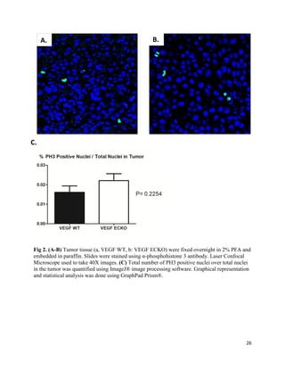 26
3
Fig 2. (A-B) Tumor tissue (a, VEGF WT, b: VEGF ECKO) were fixed overnight in 2% PFA and
embedded in paraffin. Slides were stained using α-phosphohistone 3 antibody. Laser Confocal
Microscope used to take 40X images. (C) Total number of PH3 positive nuclei over total nuclei
in the tumor was quantified using ImageJ® image processing software. Graphical representation
and statistical analysis was done using GraphPad Prism®.
A. B.
C.
 