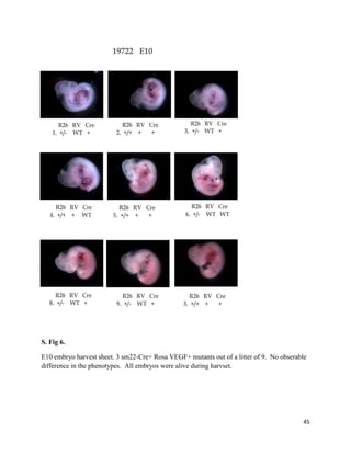 45
S. Fig 6.
E10 embryo harvest sheet. 3 sm22-Cre+ Rosa VEGF+ mutants out of a litter of 9. No obserable
difference in the phenotypes. All embryos were alive during harvset.
 
