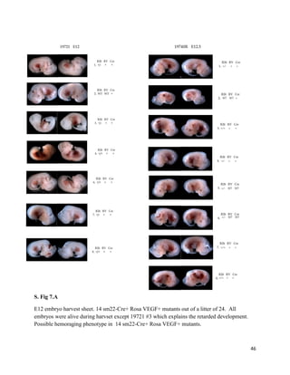 46
S. Fig 7.A
E12 embryo harvest sheet. 14 sm22-Cre+ Rosa VEGF+ mutants out of a litter of 24. All
embryos were alive during harvset except 19721 #3 which explains the retarded development.
Possible hemoraging phenotype in 14 sm22-Cre+ Rosa VEGF+ mutants.
 
