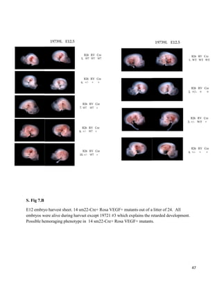 47
S. Fig 7.B
E12 embryo harvest sheet. 14 sm22-Cre+ Rosa VEGF+ mutants out of a litter of 24. All
embryos were alive during harvset except 19721 #3 which explains the retarded development.
Possible hemoraging phenotype in 14 sm22-Cre+ Rosa VEGF+ mutants.
 