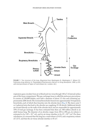 
   
respiratory gases circulate from air to blood and vice versa through 140 m2 of internal surface
area of the tissue compartment.This gas-exchange tissue is called the pulmonary parenchyma.
It consists of 130,000 lobules, each with a diameter of about 3.5 mm and containing ap-
proximately 2200 alveoli.The terminal bronchioles branch into approximately 14 respiratory
bronchioles, each of which then branches into the alveolar ducts (Fıg. 2).The ducts carry 3
or 4 spherical atria that lead to the alveolar sacs supplying 15–20 alveoli. Additional alveoli
are located directly on the walls of the alveolar ducts and are responsible for approximately
35% of total gas exchange. It has been estimated that there are 300 million alveoli in an
adult human lung. The diameter of an alveolus ranges from 250 to 290 µm, its volume is
estimated to be 1.05 × 10-5 mL, and its air–tissue interface to be 27 × 10–4 cm2. For these
calculations,it is assumed that the lung has a total volume of 4.8 L and a respiratory volume
of 3.15 L and that the air–tissue alveolar interface is 81 m2.
FIGURE 1. Tree structure of the lung. (Reprinted from Washington N, Washington C, Wilson CG.
Pulmonary drug delivery. In: Physiological Pharmaceutics Barriers to Drug Absorption, 2000, p.224,
with kind permission of Taylor & Francis Book Ltd., London, UK.)
 