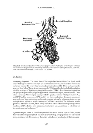 
. .   .
2. Barriers
PulmonarySurfactant. The elastic ﬁbers of the lung and the wall tension of the alveoli could
cause the lungs to collapse if this were not counterbalanced by the presence of the pulmonary
surfactant system.This covers the alveolar surface to a thickness of 10–20 nm and is constantly
renewed from below.The surfactant is composed of 90% in weight of phospholipids,including
40–80% in weight of dipalmitoyl phosphatidylcholine (DPPC).The other main ingredients
are phosphatidylcholines, phophatidylglycerols, other anionic lipids, and cholesterol.7 The
other fraction (10% in weight) is composed of 4 speciﬁc proteins—the hydrophiles SP-A
and SP-C and the hydrophobes SP-B and SP-D.8 Enzymes,lipids,or detergents can destroy
this surfactant. If the pulmonary surfactant is removed quickly by pulmonary irrigation, no
damage occurs because it is quickly replaced (half-life: ∼30 hours). The surfactant is only
produced at the time of birth,which is why premature babies suﬀer from respiratory distress
syndrome (RDS). In this case, replacement surfactants are administered to substitute for
the missing natural surfactant.9-11
Epithelial Surface Fluid. A thin ﬂuid layer called the mucus blanket, 5 µm in depth, covers
the walls of the respiratory tract.This barrier serves to trap foreign particles for subsequent
removal and prevents dehydration of the surface epithelium by unsaturated air during inspira-
FIGURE 2. Structure and perfusion of the alveoli. (Reprinted from Washington N, Washington C, Wilson
CG. Pulmonary drug delivery. In: Physiological Pharmaceutics Barriers to Drug Absorption, 2000:225,
with kind permission of Taylor & Francis Book Ltd., London.)
 