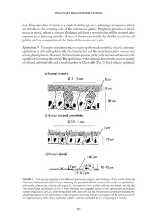 
   
tion. Hypersecretion of mucus is a result of cholinergic or α-adrenergic antagonists, which
act directly on the secreting cells of the submucosal glands. Peripheral granules, in which
mucus is stored, release a constant discharge and form a reservoir that will be secreted after
exposure to an irritating stimulus. A state of disease can modify the distribution of the cell
goblets and the composition of the ﬂuids of the respiratory tracts.
Epithelium.12 The upper respiratory tract is made up of pseudostratiﬁed,ciliated,columnar
epithelium in cells with goblet cells.The bronchi, but not the bronchioles, have mucous and
serous glands present.However,the bronchioles possess goblet cells and smooth muscle cells
capable of narrowing the airway.The epithelium of the terminal bronchioles consists mainly
of ciliated, cuboidal cells and a small number of Clara cells (Fıg. 3). Each ciliated epithelial
FIGURE 3. Typical lung epithelia in the different pulmonary regions and thickness of the surface ﬂuid. (a)
The bronchial epithelium (Ø 3–5 mm) showing the pseudostratiﬁed nature of the columnar epithelium,
principally comprising ciliated cells 6 µm (c), interspersed with goblet cells (g) and basal cells (b). (b)
The bronchiolar epithelium (Ø 0.5–1 mm) showing the cuboidal nature of the epithelium, principally
comprising ciliated cells (c), and interspersed with Clara cells (cl). (c) The alveolar epithelium showing the
squamous nature of the epithelium, comprising the extremely thin (Ø 5 µm) type I cell (I), which accounts
for approximately 95% of the epithelial surface, and the cuboidal (Ø 10–15 µm) type II cell (II).
 