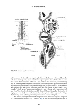
. .   .
cell has around 20 cilia with an average length of 6 µm and a diameter of 0.3 µm.Clara cells,
which are secretory cells, become prevalent in respiratory bronchioles. In the alveolar ducts
and alveoli, the epithelium is ﬂatter at 0.1–0.5 µm thick. The alveoli are packed narrowly
and do not have partitioning walls; the adjacent alveoli are separated by an alveolar septum
with communication between alveoli via alveolar pores.The alveolar surface is covered with
a lipoprotein ﬁlm, which is the pulmonary surfactant. The alveolar surface is mainly com-
posed of a single layer of squamous epithelial cells—type I alveolar cells—approximately 5
µm thick.Type II cells, cuboidal in shape, 10–15 µm thick, and situated at the junction of
septa,are responsible for the production of alveolar lining ﬂuid and the regeneration of type
I cells during repair following cell damage from viruses or chemical agents.
The alveolar-capillary membrane,which separates blood from alveolar gases,is composed
of a continuous epithelium, 0.1–0.5 µm thick (Fıg. 4). The maximum absorption occurs in
FIGURE 4. Alveolar–capillary membrane.
 