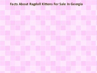Facts About Ragdoll Kittens For Sale In Georgia
 