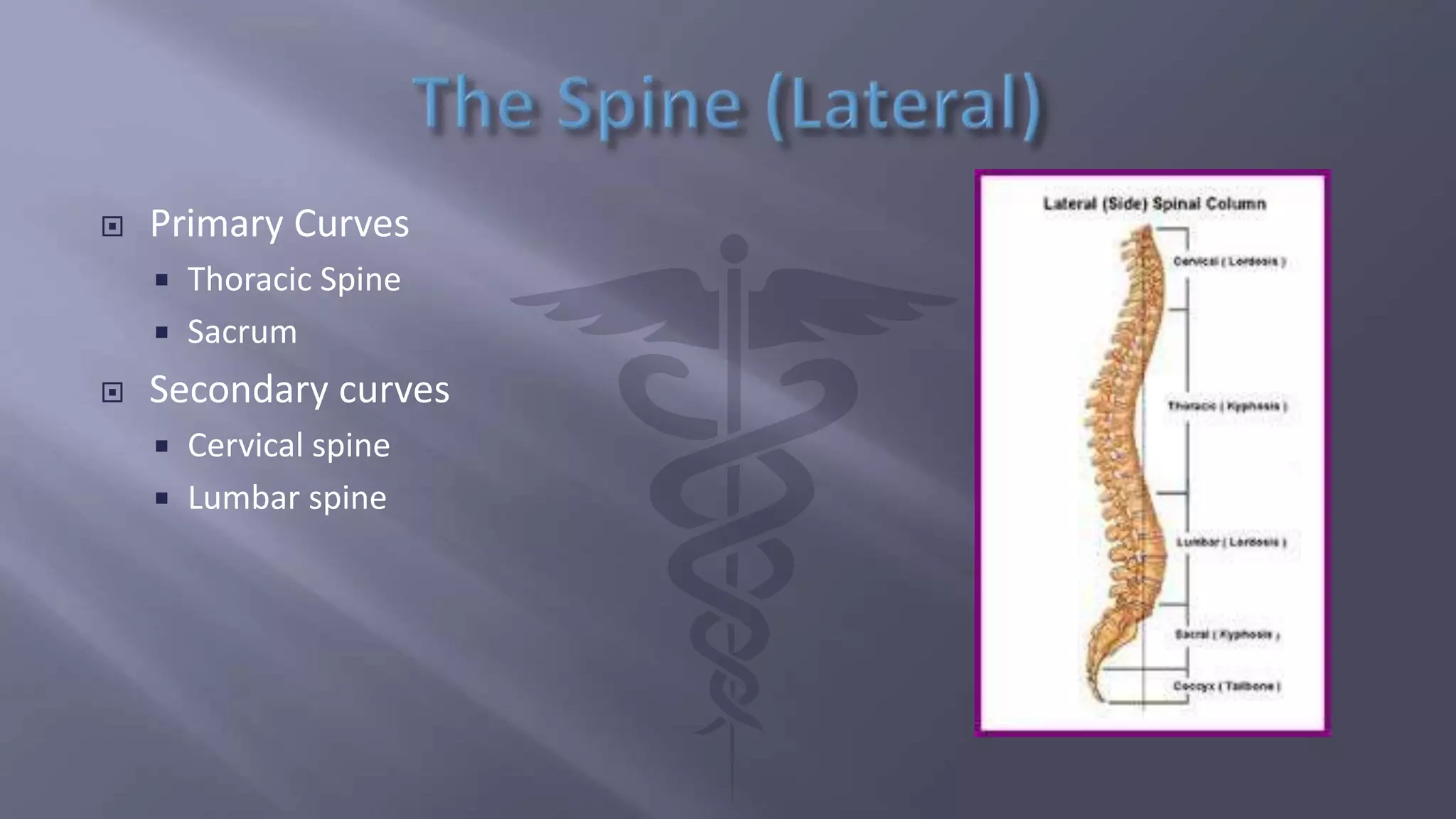  Primary Curves
 Thoracic Spine
 Sacrum
 Secondary curves
 Cervical spine
 Lumbar spine
 