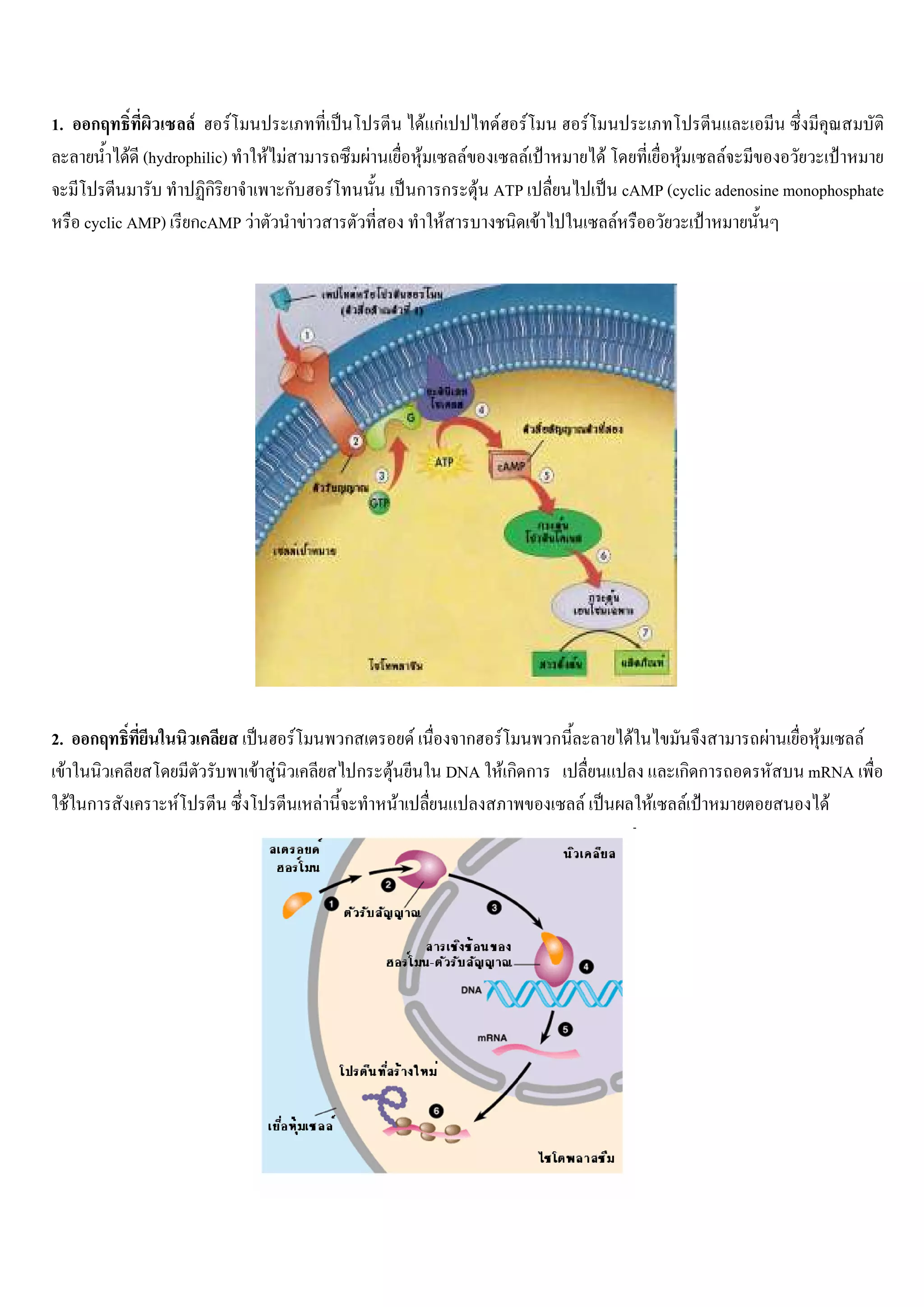 1.         ก              F F                                            F กF        F   F        F
                 F (hydrophilic) F F                     F                F   F    F                  F              F      F
                            ก      ก         F                           ก ก F ATP                            cAMP (cyclic adenosine monophosphate
          cyclic AMP) กcAMP F        F                                      F        F                    F




2.         ก                         F           ก                   F            ก F     ก                    F                  F     F   F
     F                         F F                   ก       F                  DNA F ก ก                              ก ก             mRNA
         F ก         F                   F                       F                            F                    F    F                 F
 