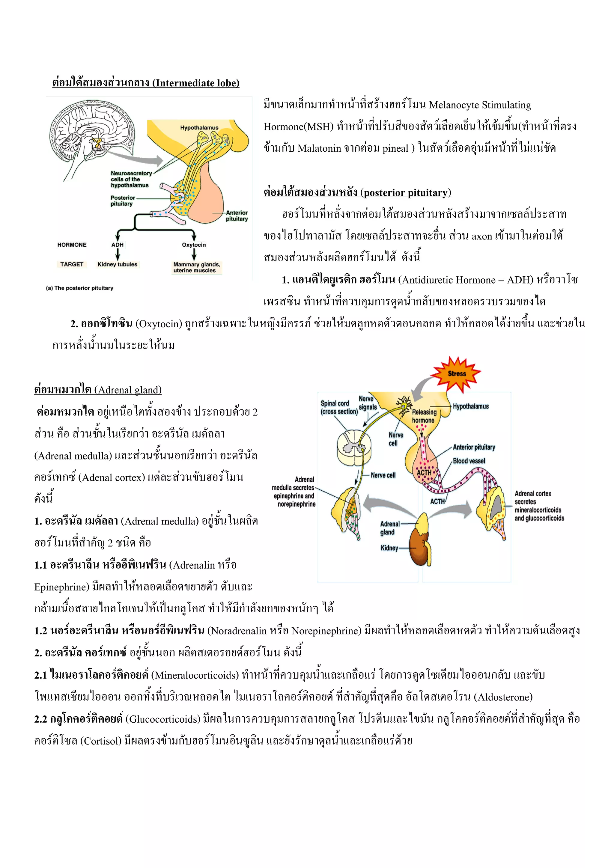 F    F         F ก      (Intermediate lobe)
                                                                        ก ก     F   F    F Melanocyte Stimulating
                                                                 Hormone(MSH)     F          F         F F (      F
                                                                  F ก Malatonin ก F pineal )   F     F     F F F

                                                                  F     F     F    (posterior pituitary)
                                                                           F       กF     F       F          F  ก F
                                                                                        F                F axon F    F       F
                                                                         F          F       F
                                                                      1.          ก F (Antidiuretic Hormone = ADH)
                                                                                F     ก         ก
                 2. ก             (Oxytocin) ก F                             F F F ก                       F      FF     F
         ก                             F

 F       ก (Adrenal gland)
   F      ก      F                            F    ก       F 2
 F         F           กF
(Adrenal medulla)        F                    ก กF
     F ก F (Adenal cortex) F              F            F

1.                           (Adrenal medulla) F
     F                  2
1.1                                 (Adrenalin
Epinephrine)             F
กF              ก               F ก              F ก ก            ก F
1.2 F                            F          (Noradrenalin     Norepinephrine)                    F              F
2.             F ก F F              ก               F F
2.1               F          F (Mineralocorticoids)       F              ก      F          ก                 ก
                           ก                                    F     F                                  (Aldosterone)
2.2 ก        F       F (Glucocorticoids)          ก         ก       ก                                ก    F      F
    F     (Cortisol)               F ก       F                 ก              ก            F F
 