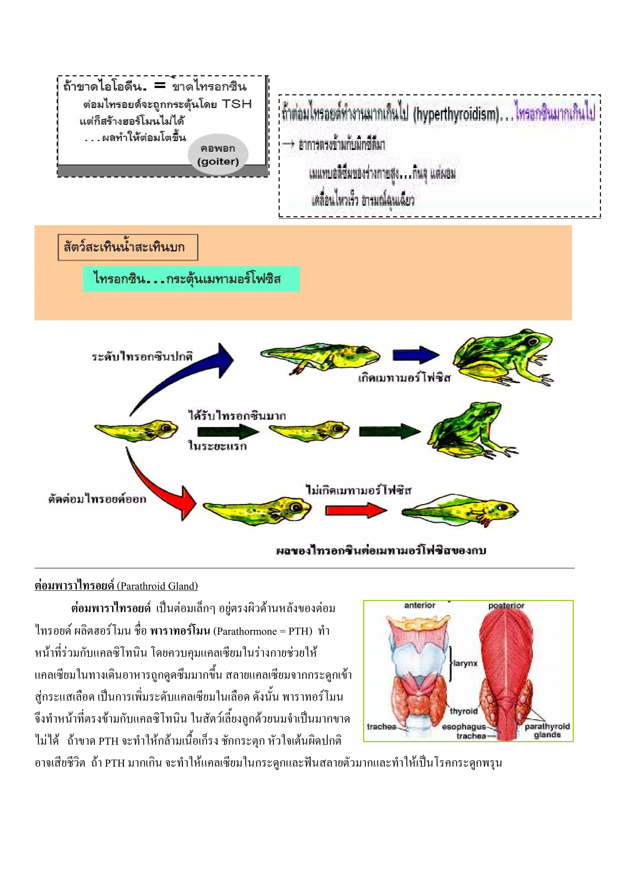 F                     F (Parathroid Gland)
              F                 F      F ก F           F            F
          F         F                    F (Parathormone = PTH)
       F F ก                                         F ก F F
                                  ก          ก                 กก           ก F
    Fก                 ก                                                F
            F      F ก                         F   กF                       ก
      F F F      PTH              Fก F       ก กก ก          F              ก
                F PTH ก ก                  F        ก ก                           ก   F   ก   ก
 