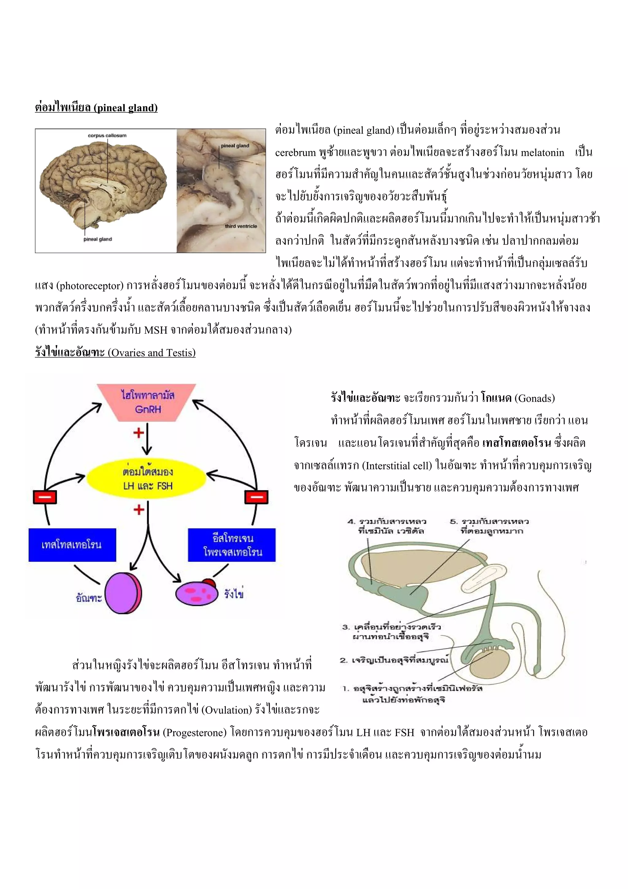 F                   (pineal gland)
                                                              F                            (pineal gland)                      F           ก                       F            F      F
                                                             cerebrum                      F              F                                                    F         F melatonin
                                                                 F                                                                     F                               F กF       F
                                                                                   ก                                                       F
                                                              F F ก                              ก                         F                       กก                                                    F           F               F
                                                               กF ก                                F ก            ก                                                    F                             กก                  F
                                                                                               F F     F      F              F                         F                           F                 กF                      F
   (photoreceptor) ก            F                  F               F           ก                 F                        F ก                  F                                               F     ก                           F
  ก F        ก                F                                                F                     F                             F               ก                                                             F
(    F      ก F ก MSH ก F                      F       F ก     )
   F           (Ovaries and Testis)

                                                                                                  F                                ก               ก F ก                                           (Gonads)
                                                                                                      F               F                             F                                                    กF

                                                                           ก               F      ก (Interstitial cell)                                                                    F                 ก
                                                                                                                                                                                                   F ก




            F                    F         F                           F
                    Fก                F
 F ก                                 ก ก F (Ovulation)    F ก
        F                             (Progesterone) ก                                 F              LH     FSH ก F                                       F                   F                     F
                F           ก                          กก ก Fก                                                    ก                                                        F
 