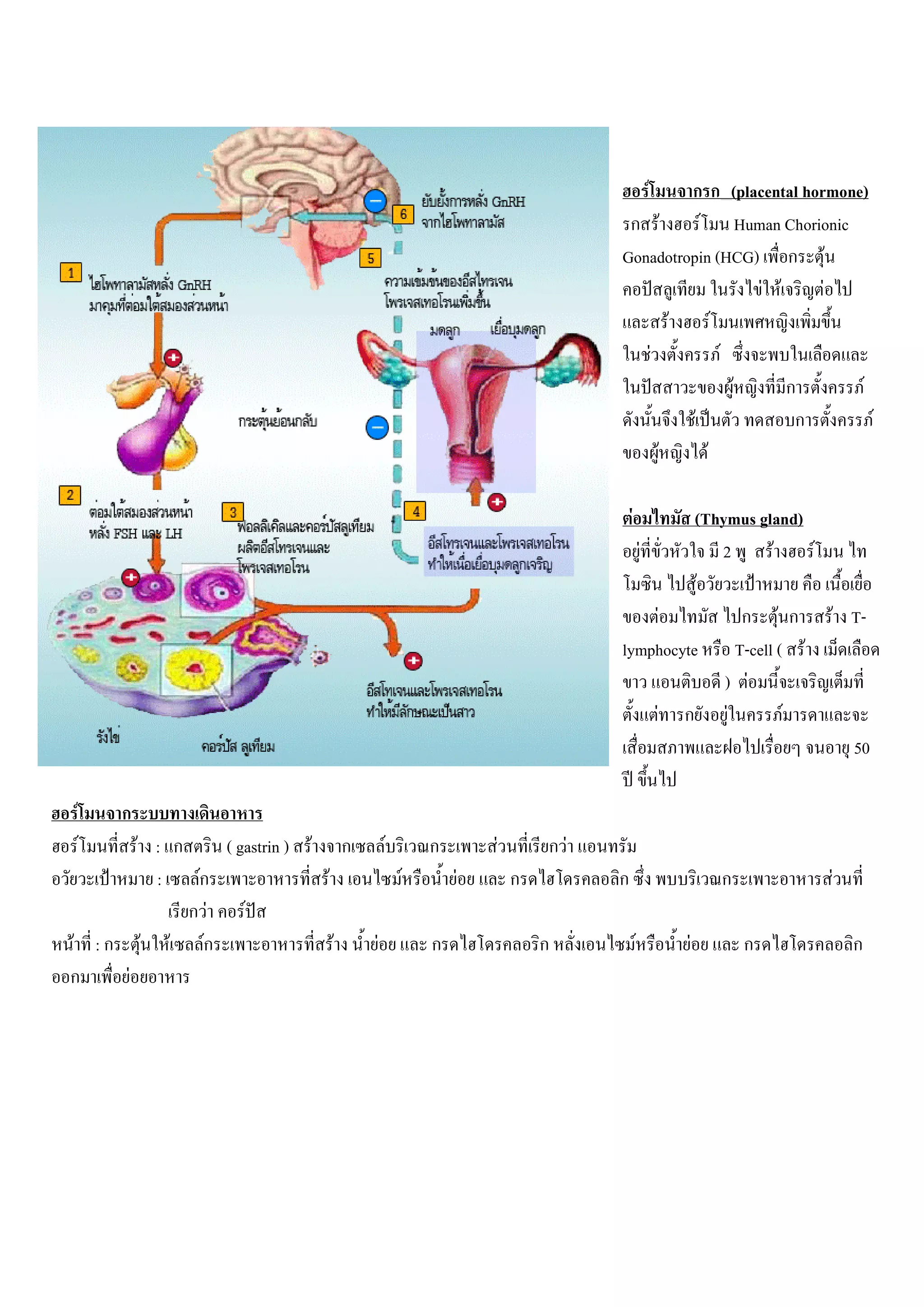 ก ก (placental hormone)
                                                                                   F
                                                                        ก F        F Human Chorionic
                                                                       Gonadotropin (HCG) ก F
                                                                                            F F    F
                                                                              F       F
                                                                          F             F
                                                                                          F     ก     F
                                                                                 F               ก      F
                                                                            F       F

                                                                           F     (Thymus gland)
                                                                         F          2       F    F
                                                                                 F
                                                                            F          ก F ก F T-
                                                                       lymphocyte     T-cell ( F
                                                                                     ) F
                                                                           F ก F              F
                                                                                                   50

F       ก
    F   F : ก     ( gastrin ) F ก         F       ก       F       กF
          :    Fก               F             F       F       ก        ก                   ก       F
              กF     F
F : ก F F Fก                      F   F           ก               ก            F       F       ก       ก
ก     F
 