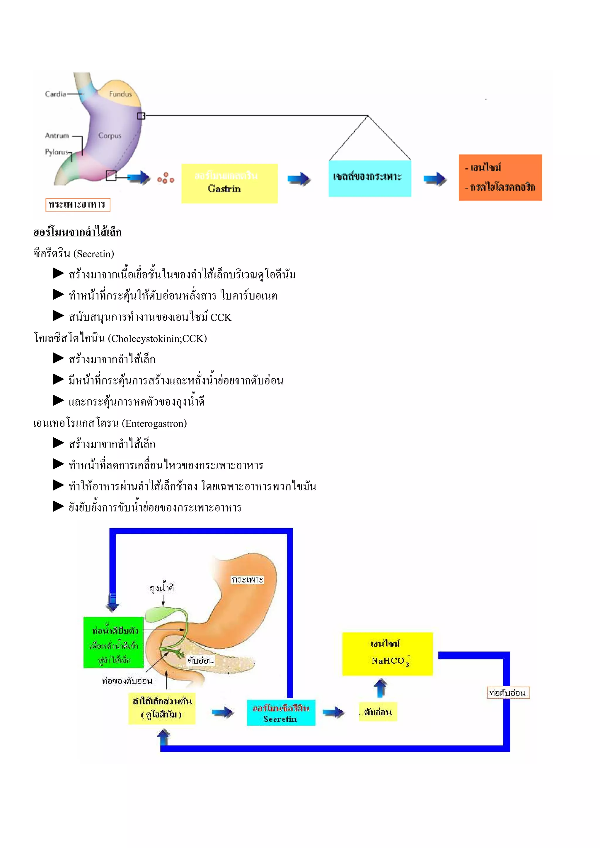 F        ก F ก
        (Secretin)
    ►         F            ก                      F ก
    ►                  F ก F F F                       F
    ►                      ก                    F CCK
                          (Cholecystokinin;CCK)
    ►       F              ก F ก
    ►             F ก F ก F                         F ก    F
    ►            ก F ก
                ก             (Enterogastron)
    ►     F                ก F ก
    ►                F       ก                ก
    ►              F           F       F ก F                   ก
    ►                    ก          F      ก
 