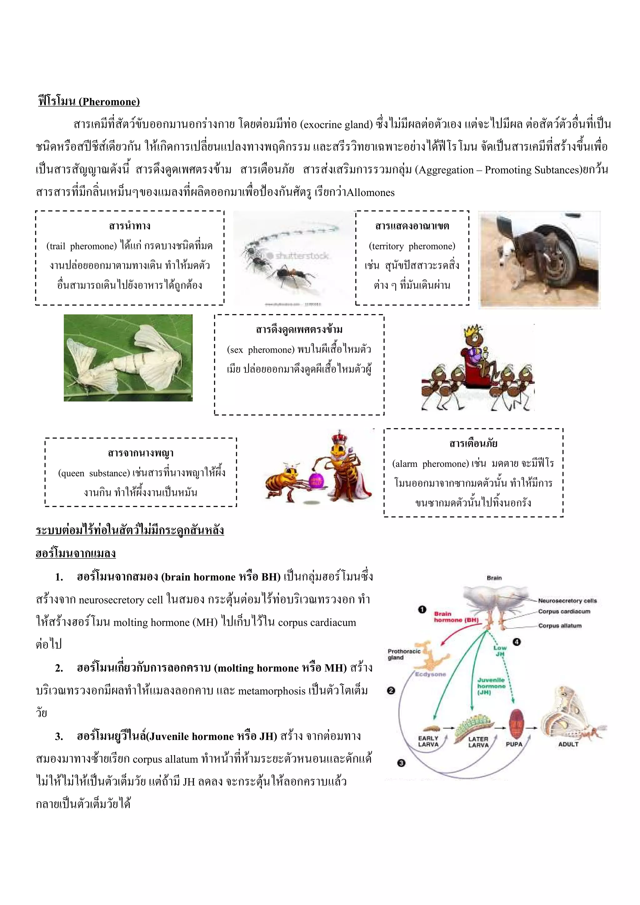 (Pheromone)
                            F           ก   กF ก                    F      F (exocrine gland)      F   F         F         F     F
                       F ก             Fก ก                               ก                          F F                           F
                                               F                                   F       ก     ก F (Aggregation Promoting Subtances) ก F
                   ก                             ก                      ก            ก F Allomones


    (trail pheromone) F กF ก                                                              (territory pheromone)
            F    ก                               F                                         F
                                            F กF                                             F             F


                                                                                  F
                                                             (sex pheromone)
                                                                   F    ก                 F




                                ก
                                                                                               (alarm pheromone) F
         (queen substance) F                             F
                                                                                                      ก ก ก                 F ก
                  ก        F
                                                                                                          ก             ก
              F        F F          F F ก     ก
     F             ก
         1. F      ก       (brain hormone  BH) ก F  F
     F ก neurosecretory cell         ก F F F F        ก
    F F    F molting hormone (MH) ก F corpus cardiacum
F
         2.            F     ก ก ก           ก           (molting hormone        MH) F
                           ก     F                   ก        metamorphosis

         3.            F            F(Juvenile hormone   JH) F ก F
                           F   ก corpus allatum      F F             ก F
    F F F F                             F F JH         ก F F ก     F
ก                               F
 