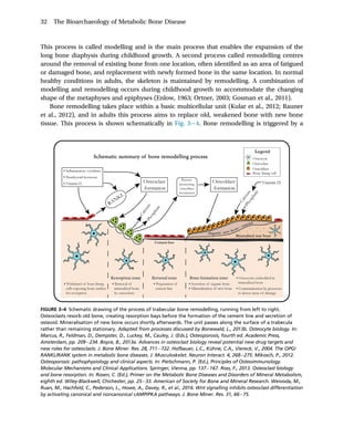 The Bioarchaeology Of Metabolic Bone Disease 2nd Edition Megan Brickley ...