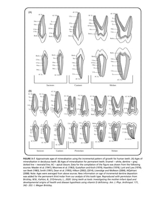 The Bioarchaeology Of Metabolic Bone Disease 2nd Edition Megan Brickley ...