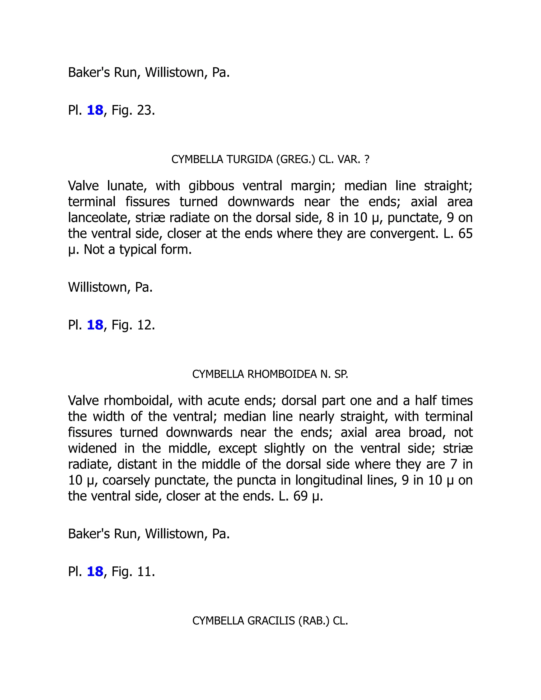 Baker's Run, Willistown, Pa.
Pl. 18, Fig. 23.
CYMBELLA TURGIDA (GREG.) CL. VAR. ?
Valve lunate, with gibbous ventral margin; median line straight;
terminal fissures turned downwards near the ends; axial area
lanceolate, striæ radiate on the dorsal side, 8 in 10 µ, punctate, 9 on
the ventral side, closer at the ends where they are convergent. L. 65
µ. Not a typical form.
Willistown, Pa.
Pl. 18, Fig. 12.
CYMBELLA RHOMBOIDEA N. SP.
Valve rhomboidal, with acute ends; dorsal part one and a half times
the width of the ventral; median line nearly straight, with terminal
fissures turned downwards near the ends; axial area broad, not
widened in the middle, except slightly on the ventral side; striæ
radiate, distant in the middle of the dorsal side where they are 7 in
10 µ, coarsely punctate, the puncta in longitudinal lines, 9 in 10 µ on
the ventral side, closer at the ends. L. 69 µ.
Baker's Run, Willistown, Pa.
Pl. 18, Fig. 11.
CYMBELLA GRACILIS (RAB.) CL.
 