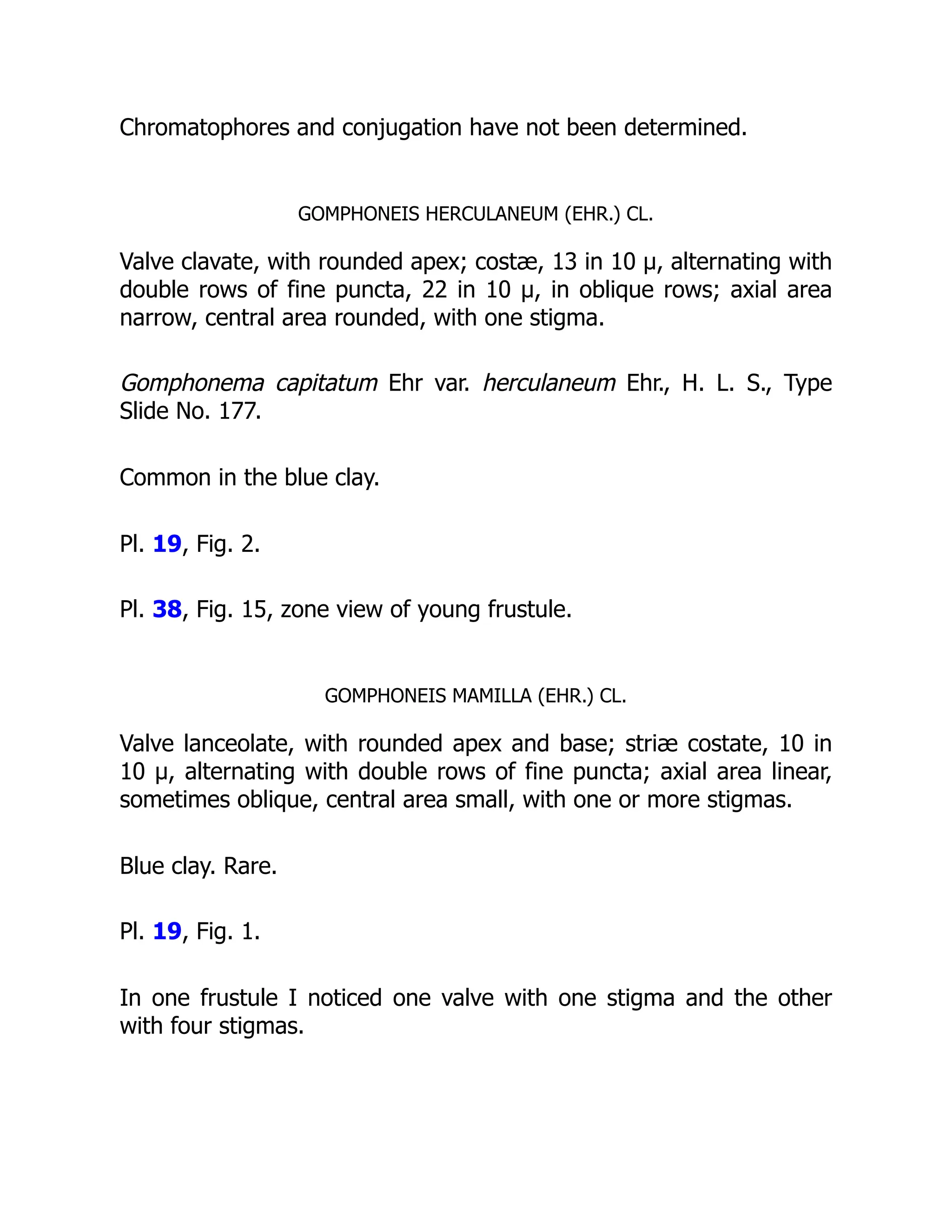 Chromatophores and conjugation have not been determined.
GOMPHONEIS HERCULANEUM (EHR.) CL.
Valve clavate, with rounded apex; costæ, 13 in 10 µ, alternating with
double rows of fine puncta, 22 in 10 µ, in oblique rows; axial area
narrow, central area rounded, with one stigma.
Gomphonema capitatum Ehr var. herculaneum Ehr., H. L. S., Type
Slide No. 177.
Common in the blue clay.
Pl. 19, Fig. 2.
Pl. 38, Fig. 15, zone view of young frustule.
GOMPHONEIS MAMILLA (EHR.) CL.
Valve lanceolate, with rounded apex and base; striæ costate, 10 in
10 µ, alternating with double rows of fine puncta; axial area linear,
sometimes oblique, central area small, with one or more stigmas.
Blue clay. Rare.
Pl. 19, Fig. 1.
In one frustule I noticed one valve with one stigma and the other
with four stigmas.
 