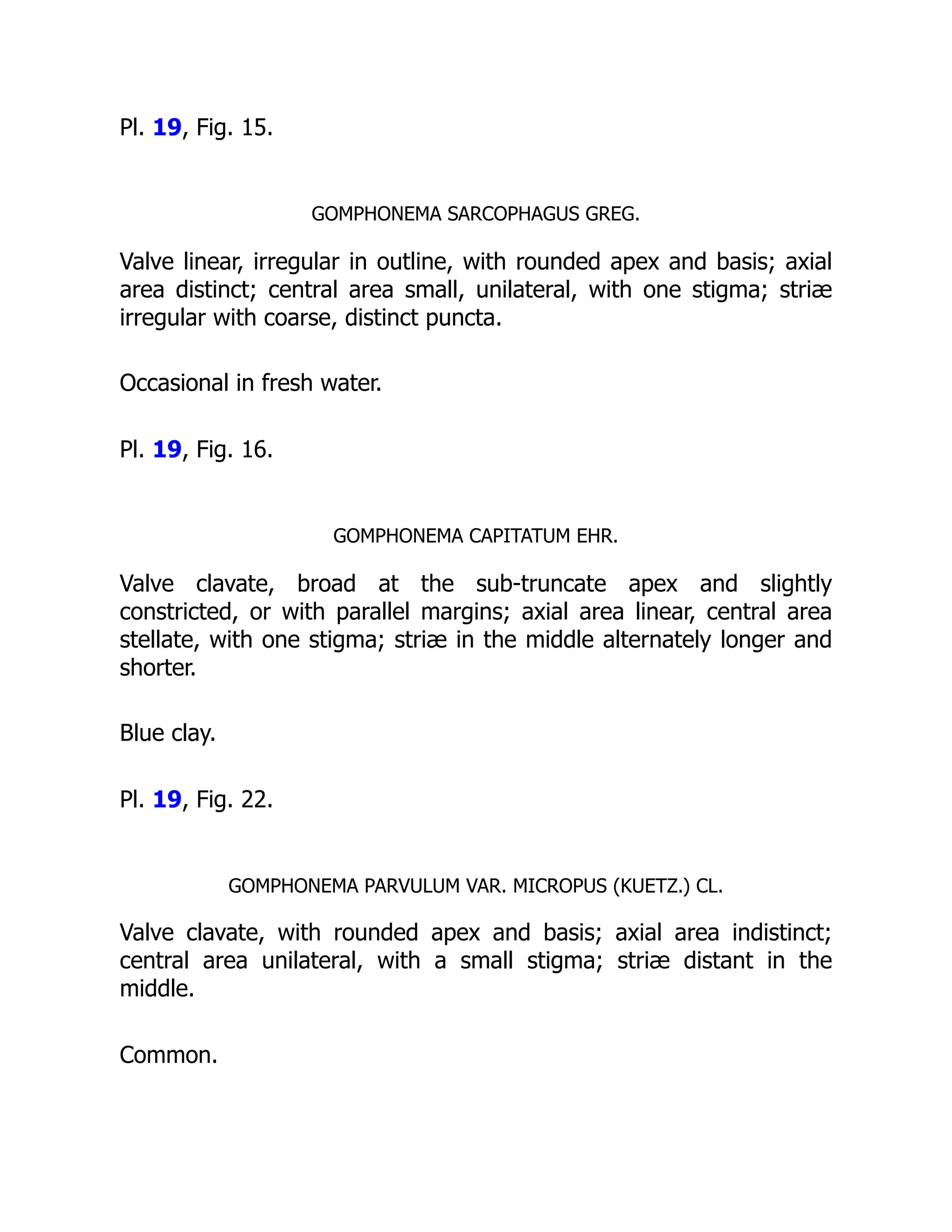 Pl. 19, Fig. 15.
GOMPHONEMA SARCOPHAGUS GREG.
Valve linear, irregular in outline, with rounded apex and basis; axial
area distinct; central area small, unilateral, with one stigma; striæ
irregular with coarse, distinct puncta.
Occasional in fresh water.
Pl. 19, Fig. 16.
GOMPHONEMA CAPITATUM EHR.
Valve clavate, broad at the sub-truncate apex and slightly
constricted, or with parallel margins; axial area linear, central area
stellate, with one stigma; striæ in the middle alternately longer and
shorter.
Blue clay.
Pl. 19, Fig. 22.
GOMPHONEMA PARVULUM VAR. MICROPUS (KUETZ.) CL.
Valve clavate, with rounded apex and basis; axial area indistinct;
central area unilateral, with a small stigma; striæ distant in the
middle.
Common.
 