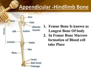 Appendicular -Hindlimb Bone
1. Femur Bone Is known as
Longest Bone Of body
2. In Femur Bone Marrow
formation of Blood cell
take Place