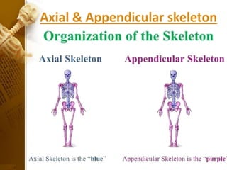 Axial & Appendicular skeleton