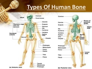 Types Of Human Bone
