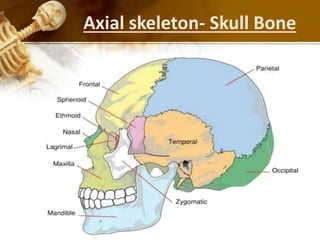 Axial skeleton- Skull Bone
