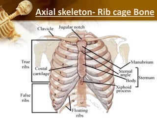Axial skeleton- Rib cage Bone