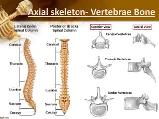 Axial skeleton- Vertebrae Bone