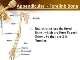 Appendicular - Forelinb Bone
1. Radius-ulna Are the fused
Bone , which are Fuse To each
Other , So they are 2 in
Number