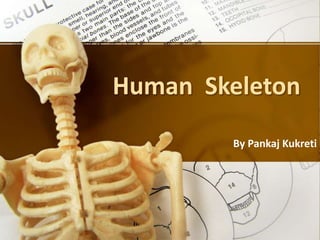 Human Skeleton
By Pankaj Kukreti
 