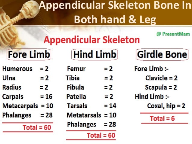 formation hand in m Human Bones skeleton