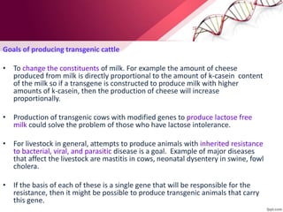 Goals of producing transgenic cattle
• To change the constituents of milk. For example the amount of cheese
produced from milk is directly proportional to the amount of k-casein content
of the milk so if a transgene is constructed to produce milk with higher
amounts of k-casein, then the production of cheese will increase
proportionally.
• Production of transgenic cows with modified genes to produce lactose free
milk could solve the problem of those who have lactose intolerance.
• For livestock in general, attempts to produce animals with inherited resistance
to bacterial, viral, and parasitic disease is a goal. Example of major diseases
that affect the livestock are mastitis in cows, neonatal dysentery in swine, fowl
cholera.
• If the basis of each of these is a single gene that will be responsible for the
resistance, then it might be possible to produce transgenic animals that carry
this gene.
 