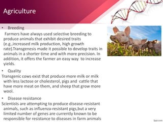 Agriculture
• Breeding
Farmers have always used selective breeding to
produce animals that exhibit desired traits
(e.g.,increased milk production, high growth
rate).Transgenesis made it possible to develop traits in
animals in a shorter time and with more precision. In
addition, it offers the farmer an easy way to increase
yields.
• Quality
Transgenic cows exist that produce more milk or milk
with less lactose or cholesterol, pigs and cattle that
have more meat on them, and sheep that grow more
wool.
• Disease resistance
Scientists are attempting to produce disease-resistant
animals, such as influenza-resistant pigs,but a very
limited number of genes are currently known to be
responsible for resistance to diseases in farm animals
 