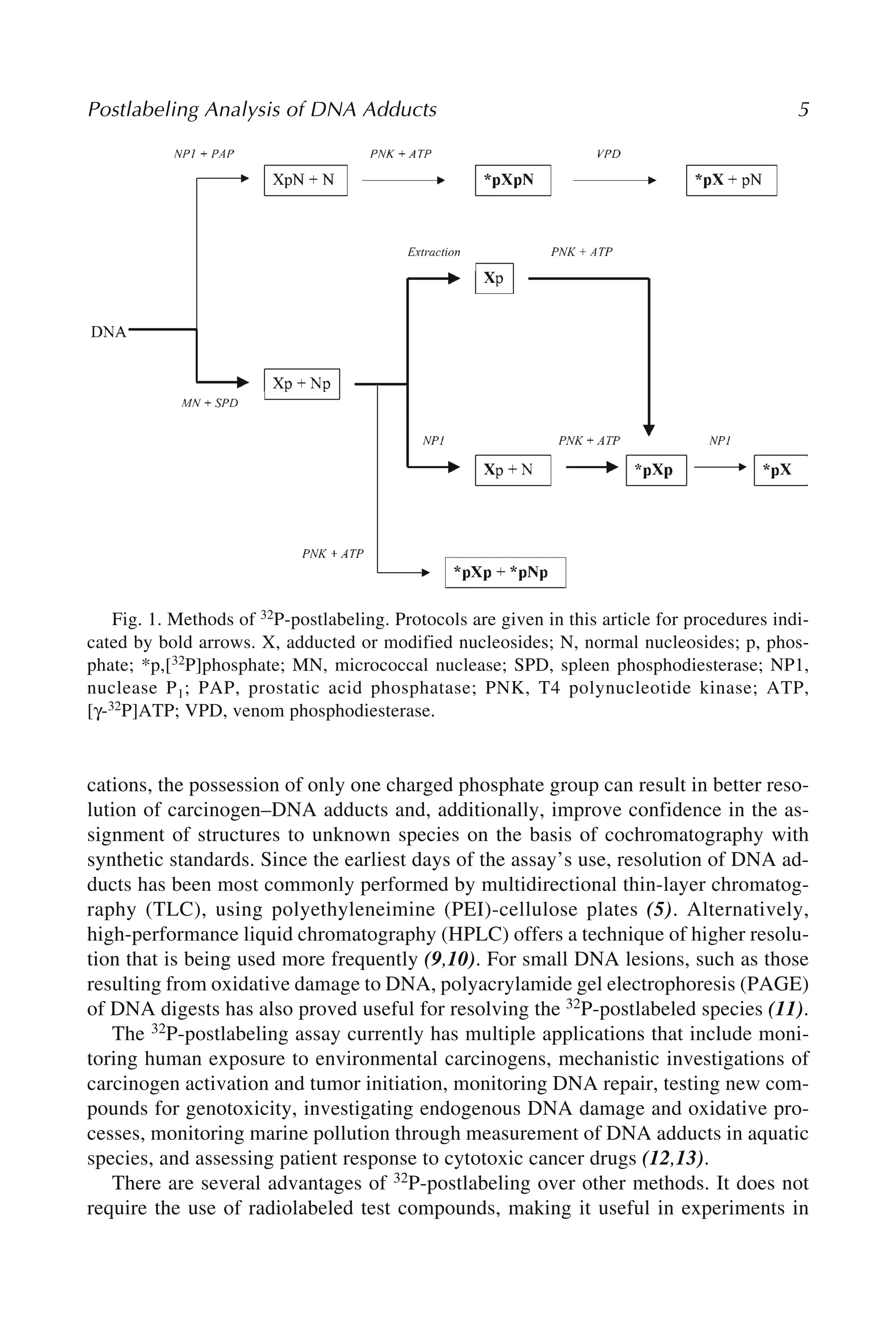 Postlabeling Analysis of DNA Adducts 5
cations, the possession of only one charged phosphate group can result in better reso-
lution of carcinogen–DNA adducts and, additionally, improve confidence in the as-
signment of structures to unknown species on the basis of cochromatography with
synthetic standards. Since the earliest days of the assay’s use, resolution of DNA ad-
ducts has been most commonly performed by multidirectional thin-layer chromatog-
raphy (TLC), using polyethyleneimine (PEI)-cellulose plates (5). Alternatively,
high-performance liquid chromatography (HPLC) offers a technique of higher resolu-
tion that is being used more frequently (9,10). For small DNA lesions, such as those
resulting from oxidative damage to DNA, polyacrylamide gel electrophoresis (PAGE)
of DNA digests has also proved useful for resolving the 32P-postlabeled species (11).
The 32P-postlabeling assay currently has multiple applications that include moni-
toring human exposure to environmental carcinogens, mechanistic investigations of
carcinogen activation and tumor initiation, monitoring DNA repair, testing new com-
pounds for genotoxicity, investigating endogenous DNA damage and oxidative pro-
cesses, monitoring marine pollution through measurement of DNA adducts in aquatic
species, and assessing patient response to cytotoxic cancer drugs (12,13).
There are several advantages of 32P-postlabeling over other methods. It does not
require the use of radiolabeled test compounds, making it useful in experiments in
Fig. 1. Methods of 32P-postlabeling. Protocols are given in this article for procedures indi-
cated by bold arrows. X, adducted or modified nucleosides; N, normal nucleosides; p, phos-
phate; *p,[32P]phosphate; MN, micrococcal nuclease; SPD, spleen phosphodiesterase; NP1,
nuclease P1; PAP, prostatic acid phosphatase; PNK, T4 polynucleotide kinase; ATP,
[γ-32P]ATP; VPD, venom phosphodiesterase.
 