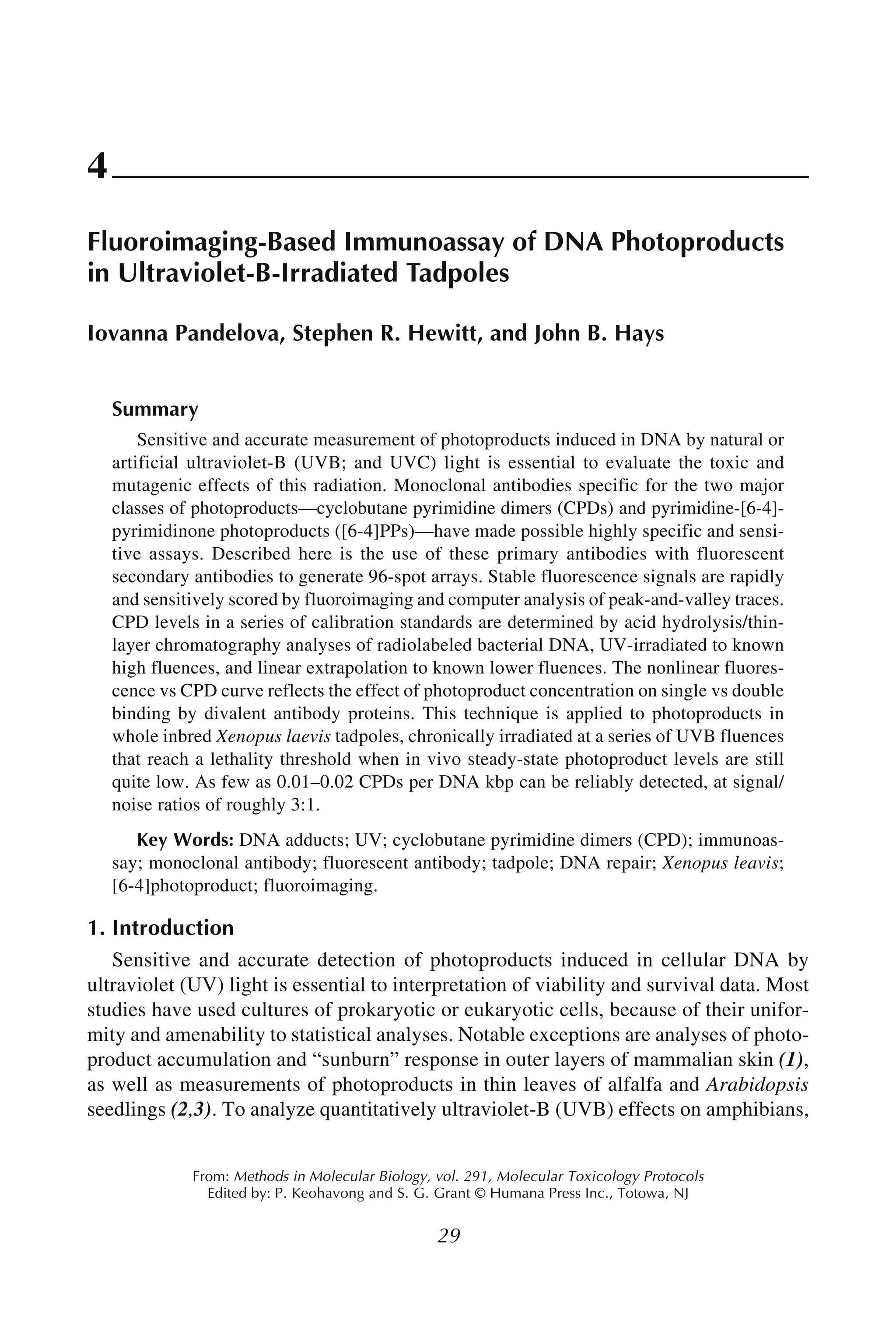 Fluoroimmunoassay of UV Photoproducts in DNA 29
29
From: Methods in Molecular Biology, vol. 291, Molecular Toxicology Protocols
Edited by: P. Keohavong and S. G. Grant © Humana Press Inc., Totowa, NJ
4
Fluoroimaging-Based Immunoassay of DNA Photoproducts
in Ultraviolet-B-Irradiated Tadpoles
Iovanna Pandelova, Stephen R. Hewitt, and John B. Hays
Summary
Sensitive and accurate measurement of photoproducts induced in DNA by natural or
artificial ultraviolet-B (UVB; and UVC) light is essential to evaluate the toxic and
mutagenic effects of this radiation. Monoclonal antibodies specific for the two major
classes of photoproducts—cyclobutane pyrimidine dimers (CPDs) and pyrimidine-[6-4]-
pyrimidinone photoproducts ([6-4]PPs)—have made possible highly specific and sensi-
tive assays. Described here is the use of these primary antibodies with fluorescent
secondary antibodies to generate 96-spot arrays. Stable fluorescence signals are rapidly
and sensitively scored by fluoroimaging and computer analysis of peak-and-valley traces.
CPD levels in a series of calibration standards are determined by acid hydrolysis/thin-
layer chromatography analyses of radiolabeled bacterial DNA, UV-irradiated to known
high fluences, and linear extrapolation to known lower fluences. The nonlinear fluores-
cence vs CPD curve reflects the effect of photoproduct concentration on single vs double
binding by divalent antibody proteins. This technique is applied to photoproducts in
whole inbred Xenopus laevis tadpoles, chronically irradiated at a series of UVB fluences
that reach a lethality threshold when in vivo steady-state photoproduct levels are still
quite low. As few as 0.01–0.02 CPDs per DNA kbp can be reliably detected, at signal/
noise ratios of roughly 3:1.
Key Words: DNA adducts; UV; cyclobutane pyrimidine dimers (CPD); immunoas-
say; monoclonal antibody; fluorescent antibody; tadpole; DNA repair; Xenopus leavis;
[6-4]photoproduct; fluoroimaging.
1. Introduction
Sensitive and accurate detection of photoproducts induced in cellular DNA by
ultraviolet (UV) light is essential to interpretation of viability and survival data. Most
studies have used cultures of prokaryotic or eukaryotic cells, because of their unifor-
mity and amenability to statistical analyses. Notable exceptions are analyses of photo-
product accumulation and “sunburn” response in outer layers of mammalian skin (1),
as well as measurements of photoproducts in thin leaves of alfalfa and Arabidopsis
seedlings (2,3). To analyze quantitatively ultraviolet-B (UVB) effects on amphibians,
 