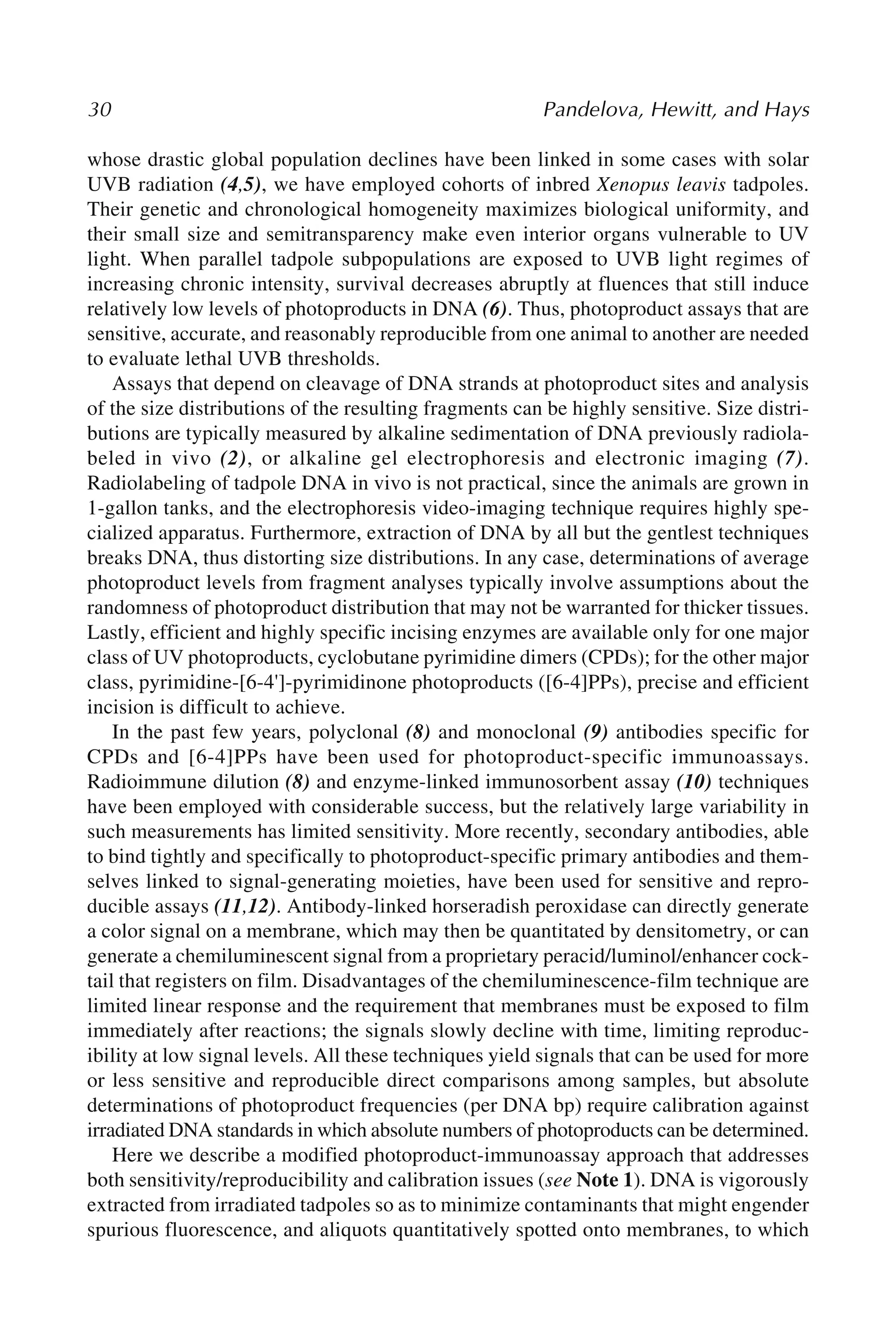 30 Pandelova, Hewitt, and Hays
whose drastic global population declines have been linked in some cases with solar
UVB radiation (4,5), we have employed cohorts of inbred Xenopus leavis tadpoles.
Their genetic and chronological homogeneity maximizes biological uniformity, and
their small size and semitransparency make even interior organs vulnerable to UV
light. When parallel tadpole subpopulations are exposed to UVB light regimes of
increasing chronic intensity, survival decreases abruptly at fluences that still induce
relatively low levels of photoproducts in DNA (6). Thus, photoproduct assays that are
sensitive, accurate, and reasonably reproducible from one animal to another are needed
to evaluate lethal UVB thresholds.
Assays that depend on cleavage of DNA strands at photoproduct sites and analysis
of the size distributions of the resulting fragments can be highly sensitive. Size distri-
butions are typically measured by alkaline sedimentation of DNA previously radiola-
beled in vivo (2), or alkaline gel electrophoresis and electronic imaging (7).
Radiolabeling of tadpole DNA in vivo is not practical, since the animals are grown in
1-gallon tanks, and the electrophoresis video-imaging technique requires highly spe-
cialized apparatus. Furthermore, extraction of DNA by all but the gentlest techniques
breaks DNA, thus distorting size distributions. In any case, determinations of average
photoproduct levels from fragment analyses typically involve assumptions about the
randomness of photoproduct distribution that may not be warranted for thicker tissues.
Lastly, efficient and highly specific incising enzymes are available only for one major
class of UV photoproducts, cyclobutane pyrimidine dimers (CPDs); for the other major
class, pyrimidine-[6-4']-pyrimidinone photoproducts ([6-4]PPs), precise and efficient
incision is difficult to achieve.
In the past few years, polyclonal (8) and monoclonal (9) antibodies specific for
CPDs and [6-4]PPs have been used for photoproduct-specific immunoassays.
Radioimmune dilution (8) and enzyme-linked immunosorbent assay (10) techniques
have been employed with considerable success, but the relatively large variability in
such measurements has limited sensitivity. More recently, secondary antibodies, able
to bind tightly and specifically to photoproduct-specific primary antibodies and them-
selves linked to signal-generating moieties, have been used for sensitive and repro-
ducible assays (11,12). Antibody-linked horseradish peroxidase can directly generate
a color signal on a membrane, which may then be quantitated by densitometry, or can
generate a chemiluminescent signal from a proprietary peracid/luminol/enhancer cock-
tail that registers on film. Disadvantages of the chemiluminescence-film technique are
limited linear response and the requirement that membranes must be exposed to film
immediately after reactions; the signals slowly decline with time, limiting reproduc-
ibility at low signal levels. All these techniques yield signals that can be used for more
or less sensitive and reproducible direct comparisons among samples, but absolute
determinations of photoproduct frequencies (per DNA bp) require calibration against
irradiated DNA standards in which absolute numbers of photoproducts can be determined.
Here we describe a modified photoproduct-immunoassay approach that addresses
both sensitivity/reproducibility and calibration issues (see Note 1). DNA is vigorously
extracted from irradiated tadpoles so as to minimize contaminants that might engender
spurious fluorescence, and aliquots quantitatively spotted onto membranes, to which
 