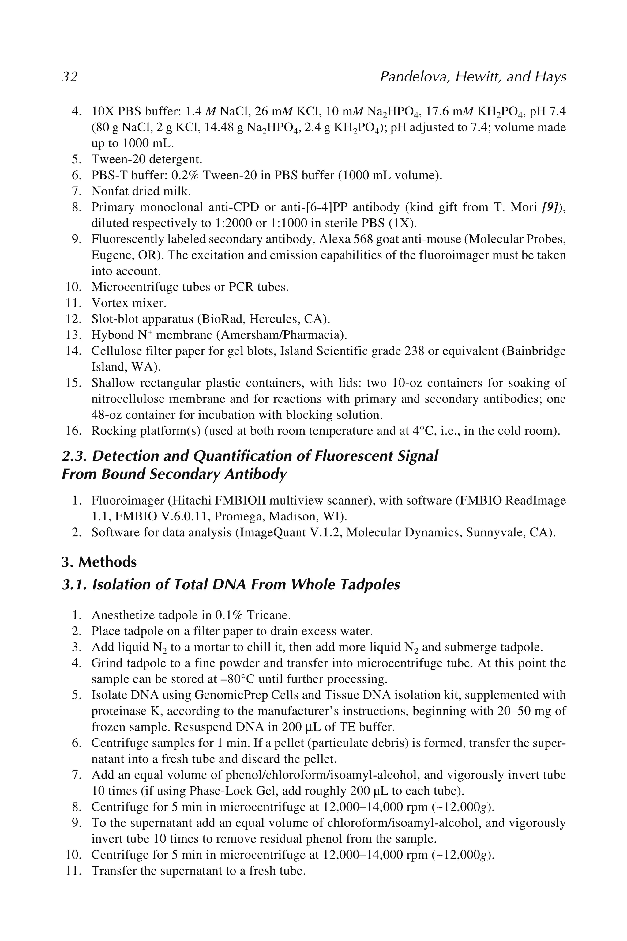 32 Pandelova, Hewitt, and Hays
4. 10X PBS buffer: 1.4 M NaCl, 26 mM KCl, 10 mM Na2HPO4, 17.6 mM KH2PO4, pH 7.4
(80 g NaCl, 2 g KCl, 14.48 g Na2HPO4, 2.4 g KH2PO4); pH adjusted to 7.4; volume made
up to 1000 mL.
5. Tween-20 detergent.
6. PBS-T buffer: 0.2% Tween-20 in PBS buffer (1000 mL volume).
7. Nonfat dried milk.
8. Primary monoclonal anti-CPD or anti-[6-4]PP antibody (kind gift from T. Mori [9]),
diluted respectively to 1:2000 or 1:1000 in sterile PBS (1X).
9. Fluorescently labeled secondary antibody, Alexa 568 goat anti-mouse (Molecular Probes,
Eugene, OR). The excitation and emission capabilities of the fluoroimager must be taken
into account.
10. Microcentrifuge tubes or PCR tubes.
11. Vortex mixer.
12. Slot-blot apparatus (BioRad, Hercules, CA).
13. Hybond N+ membrane (Amersham/Pharmacia).
14. Cellulose filter paper for gel blots, Island Scientific grade 238 or equivalent (Bainbridge
Island, WA).
15. Shallow rectangular plastic containers, with lids: two 10-oz containers for soaking of
nitrocellulose membrane and for reactions with primary and secondary antibodies; one
48-oz container for incubation with blocking solution.
16. Rocking platform(s) (used at both room temperature and at 4°C, i.e., in the cold room).
2.3. Detection and Quantification of Fluorescent Signal
From Bound Secondary Antibody
1. Fluoroimager (Hitachi FMBIOII multiview scanner), with software (FMBIO ReadImage
1.1, FMBIO V.6.0.11, Promega, Madison, WI).
2. Software for data analysis (ImageQuant V.1.2, Molecular Dynamics, Sunnyvale, CA).
3. Methods
3.1. Isolation of Total DNA From Whole Tadpoles
1. Anesthetize tadpole in 0.1% Tricane.
2. Place tadpole on a filter paper to drain excess water.
3. Add liquid N2 to a mortar to chill it, then add more liquid N2 and submerge tadpole.
4. Grind tadpole to a fine powder and transfer into microcentrifuge tube. At this point the
sample can be stored at –80°C until further processing.
5. Isolate DNA using GenomicPrep Cells and Tissue DNA isolation kit, supplemented with
proteinase K, according to the manufacturer’s instructions, beginning with 20–50 mg of
frozen sample. Resuspend DNA in 200 μL of TE buffer.
6. Centrifuge samples for 1 min. If a pellet (particulate debris) is formed, transfer the super-
natant into a fresh tube and discard the pellet.
7. Add an equal volume of phenol/chloroform/isoamyl-alcohol, and vigorously invert tube
10 times (if using Phase-Lock Gel, add roughly 200 µL to each tube).
8. Centrifuge for 5 min in microcentrifuge at 12,000–14,000 rpm (~12,000g).
9. To the supernatant add an equal volume of chloroform/isoamyl-alcohol, and vigorously
invert tube 10 times to remove residual phenol from the sample.
10. Centrifuge for 5 min in microcentrifuge at 12,000–14,000 rpm (~12,000g).
11. Transfer the supernatant to a fresh tube.
 